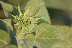 Helianthus annuus